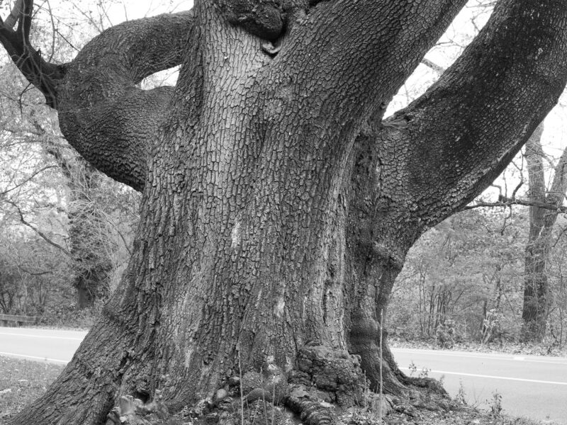 The Once and Future Now Review of “Olmsted Trees” by Stanley